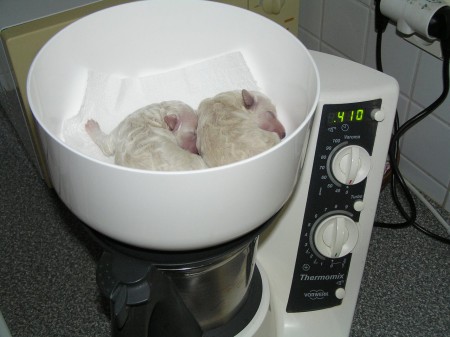 Dorly štěňátka 4. den